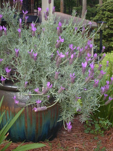 Spanish lavender in pots